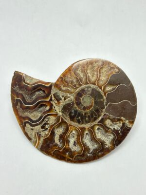 Moyenne Ammonite