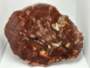 Grande tranche de bois fossilisée