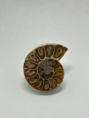 Mini Ammonite