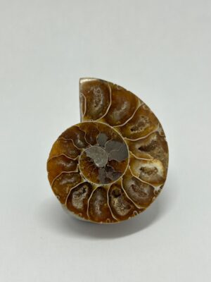 Mini Ammonite