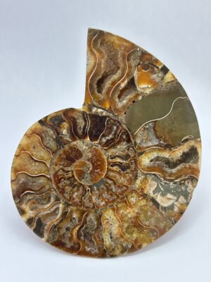 Grande Ammonite